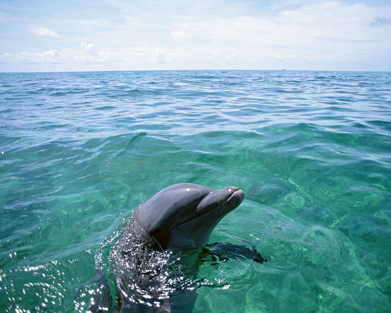прыгающие дельфины в море