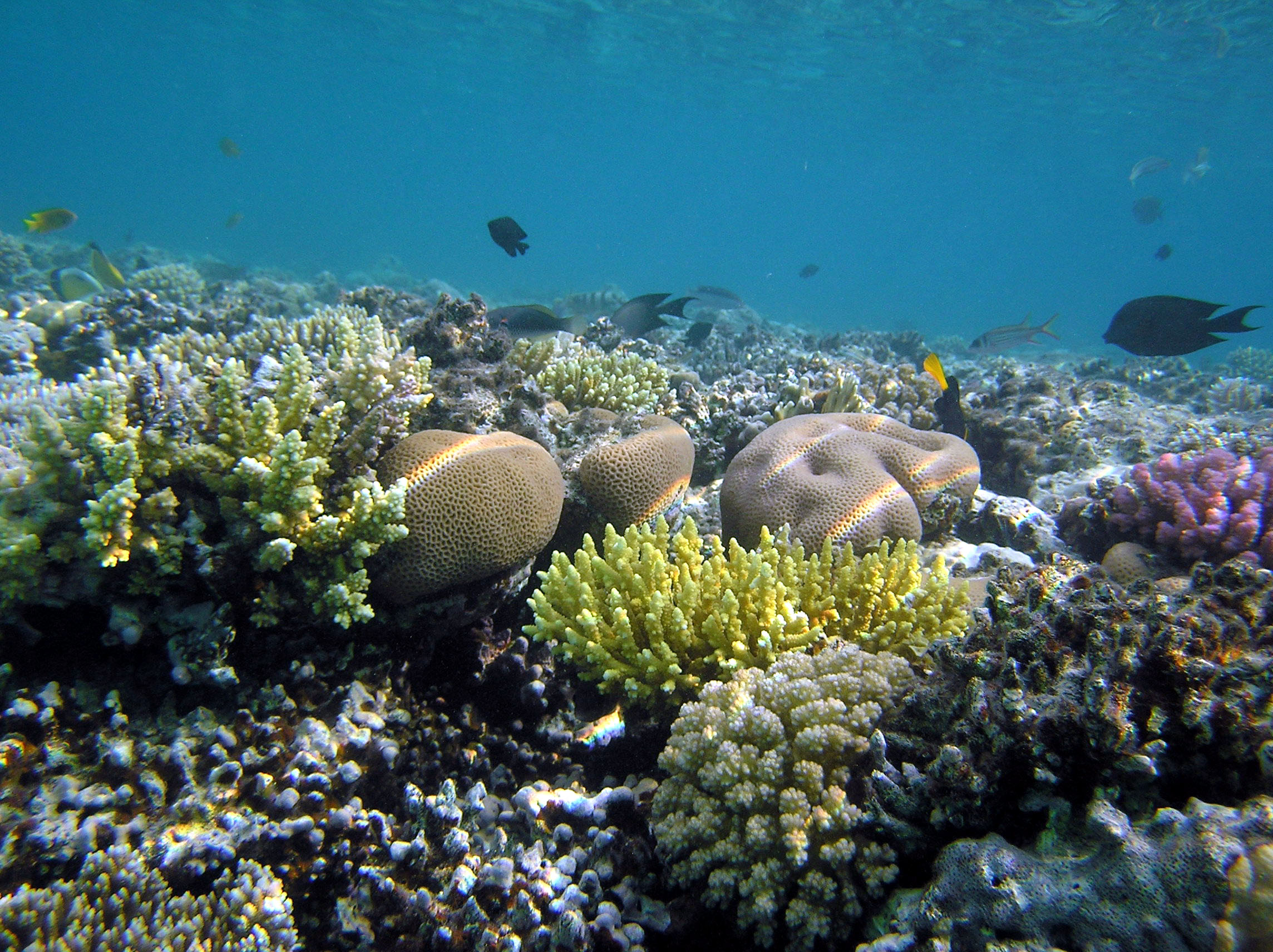 Подводный риф Марса Алам