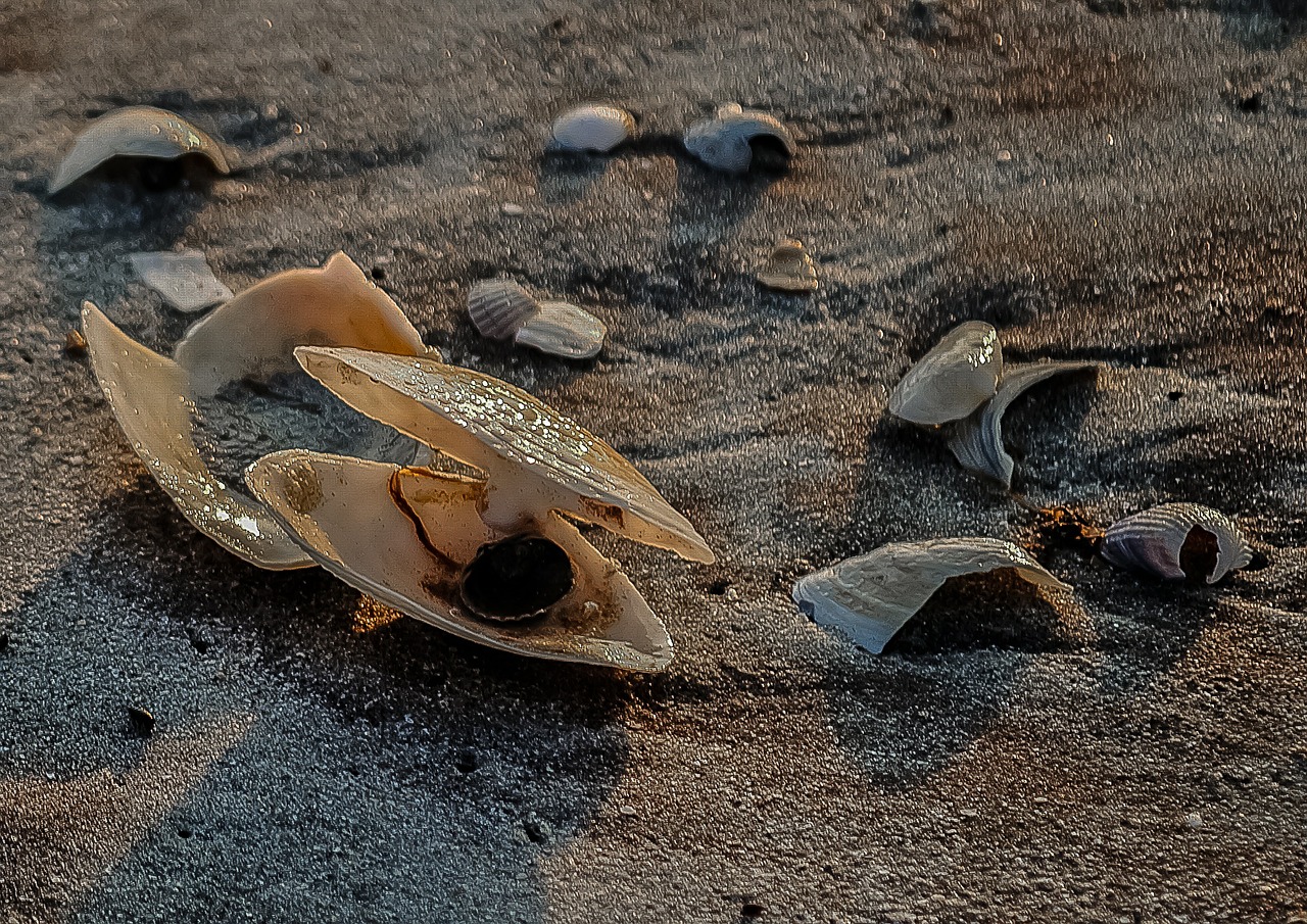 Моллюски в песке