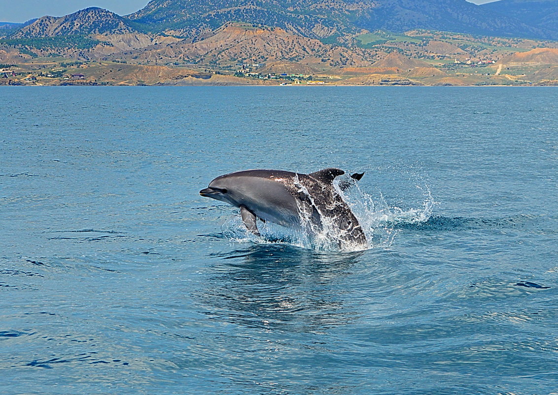 животные черное море