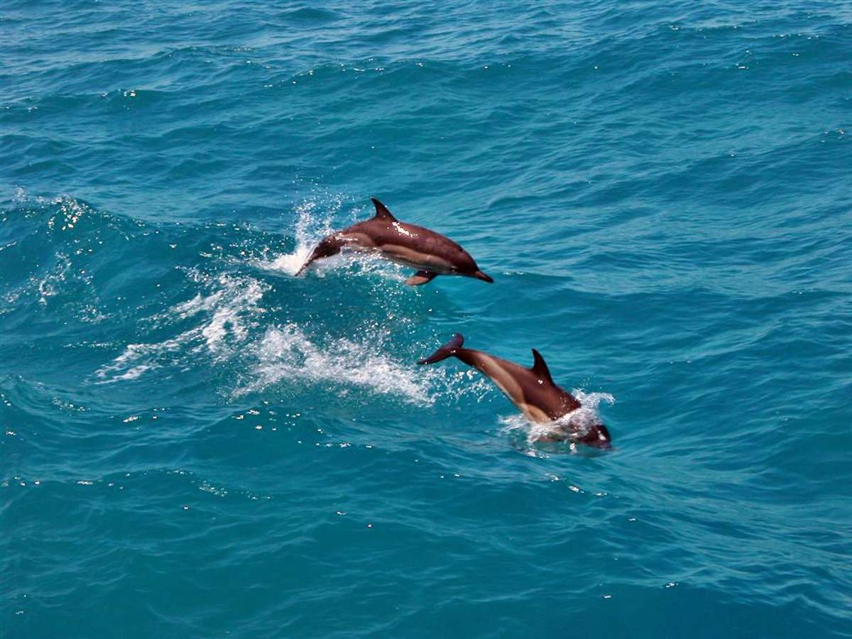 Азовский Дельфин фото