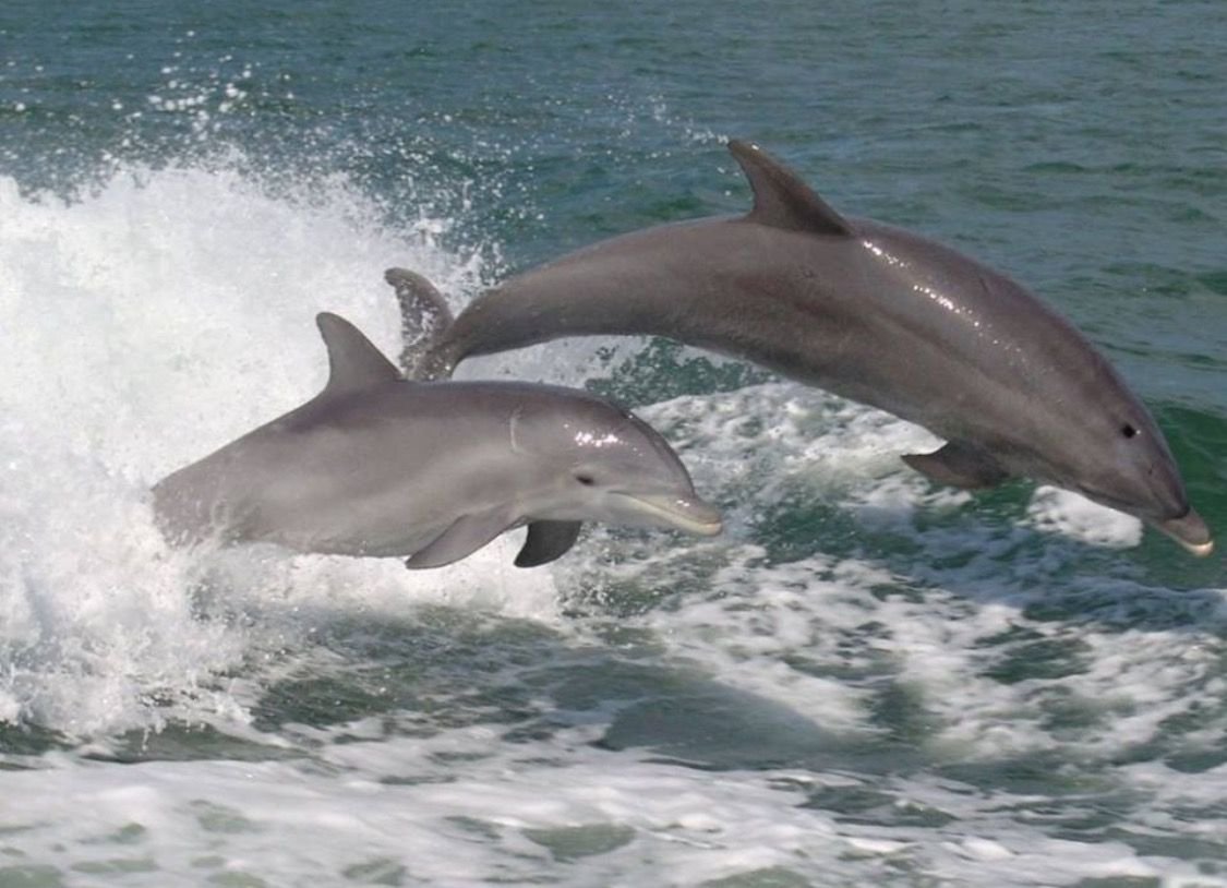 Дельфин Азовка Черноморская
