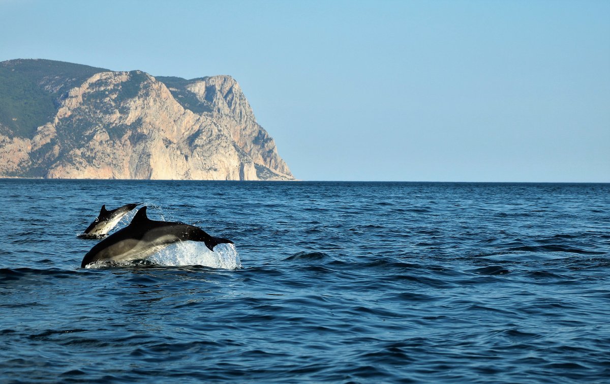 Черное море Крым Дельфин