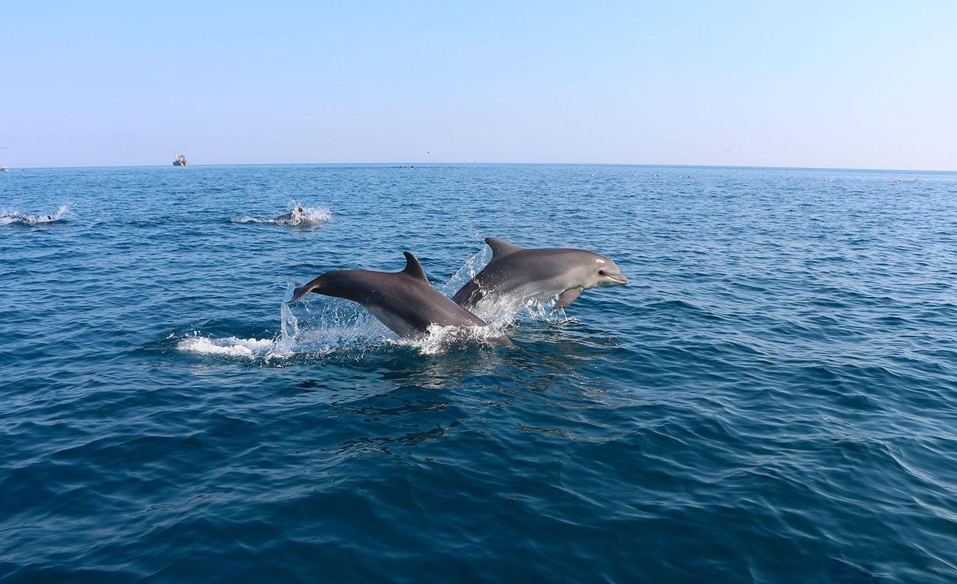 Дельфин белобочка в черном море