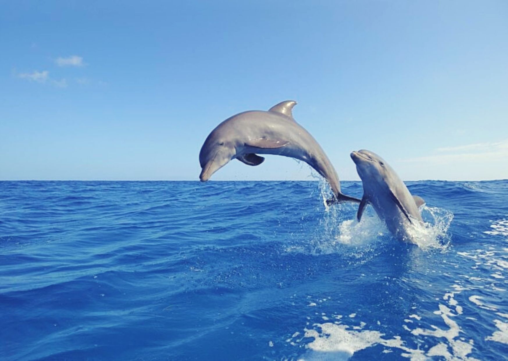 Дельфины афалины черного моря