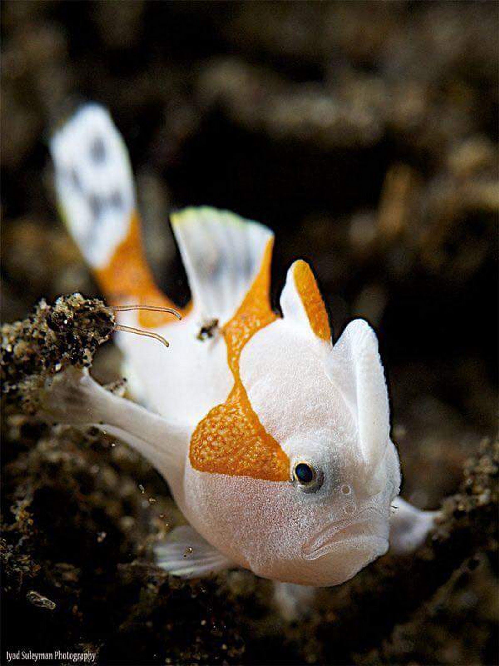 морская лиса рыба фото