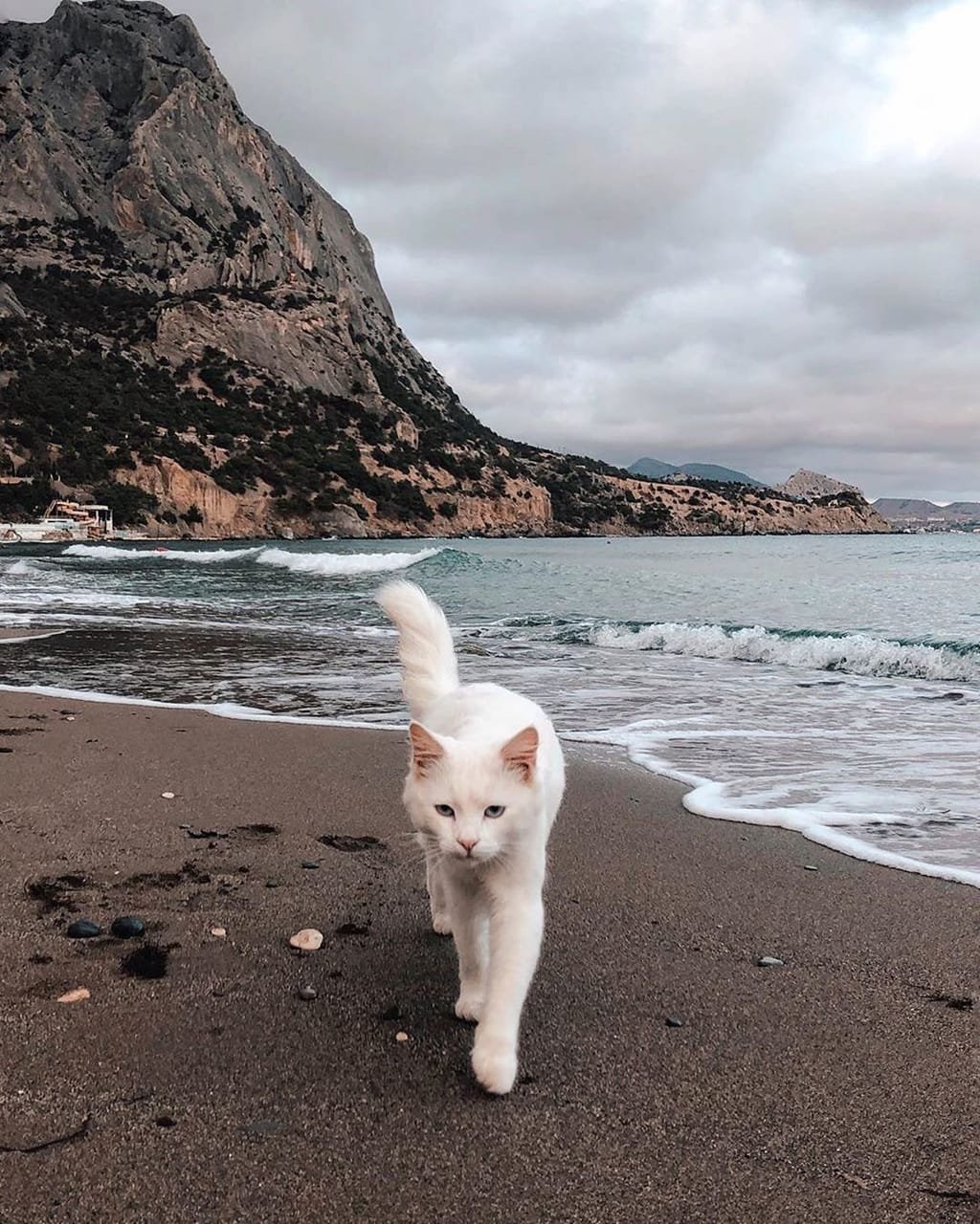 Naked kitten the beach