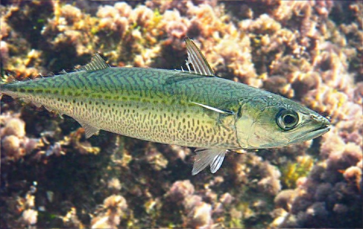 скумбрия фото рыбы