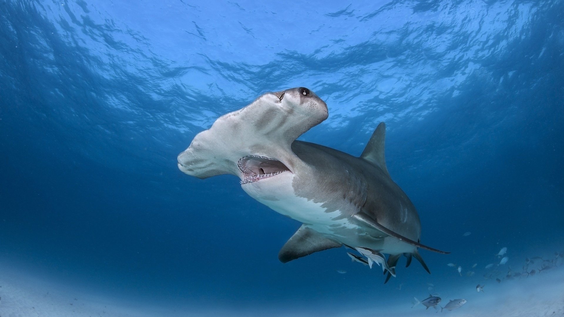 Гигантская молотоголовая акула