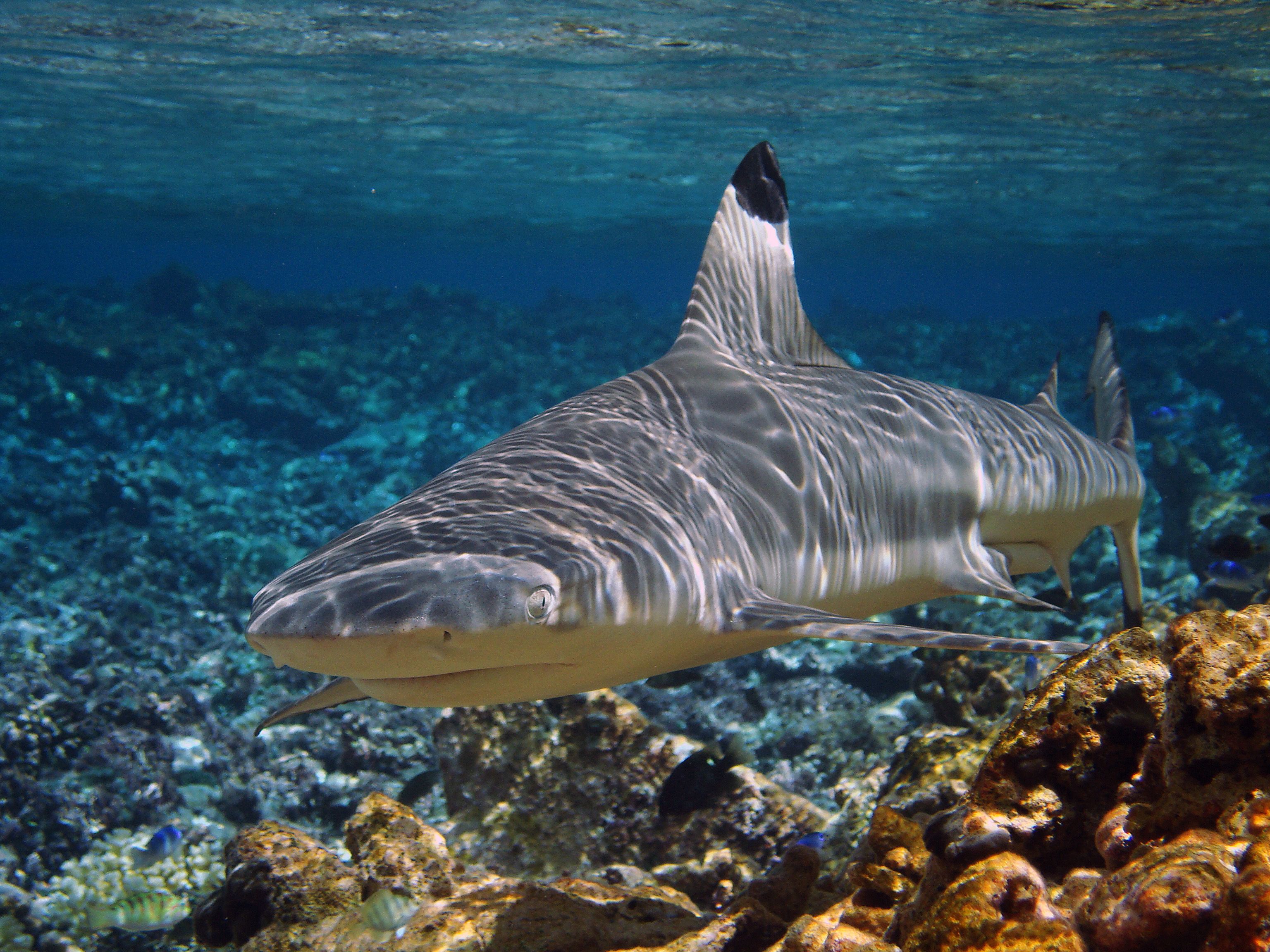 все акулы красного моря