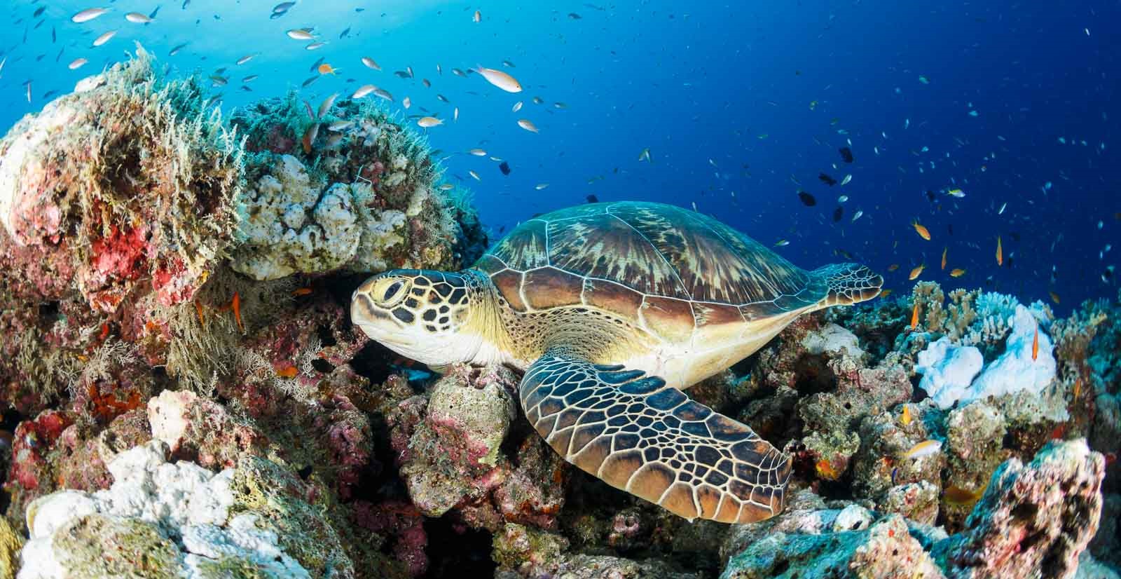 Ваккару Мальдивы черепахи