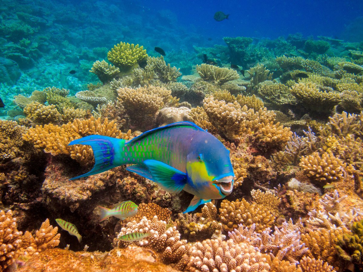 сейшельские острова подводный мир