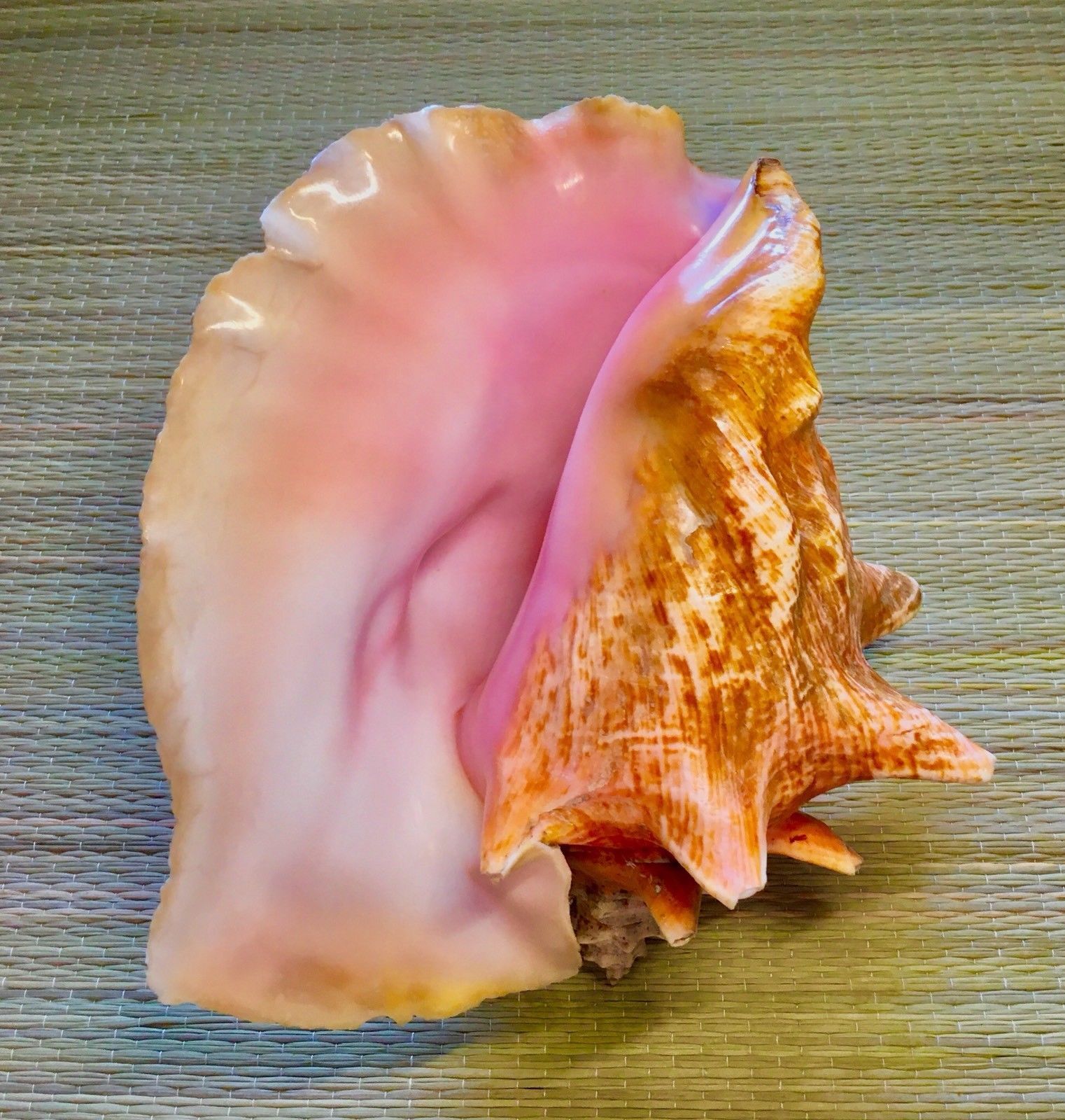 Раковина Conch Shell