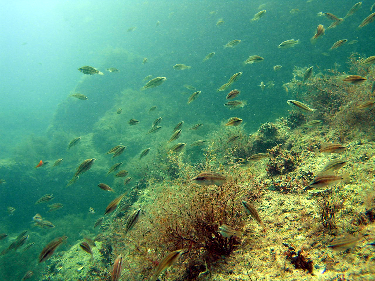 Мыс Тарханкут подводный мир