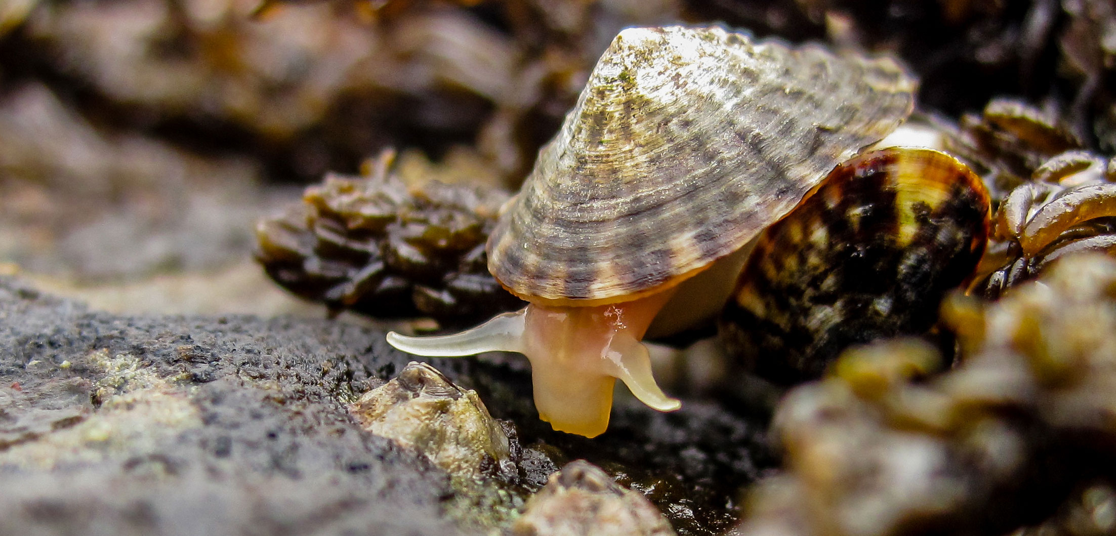 Морские брюхоногие моллюски