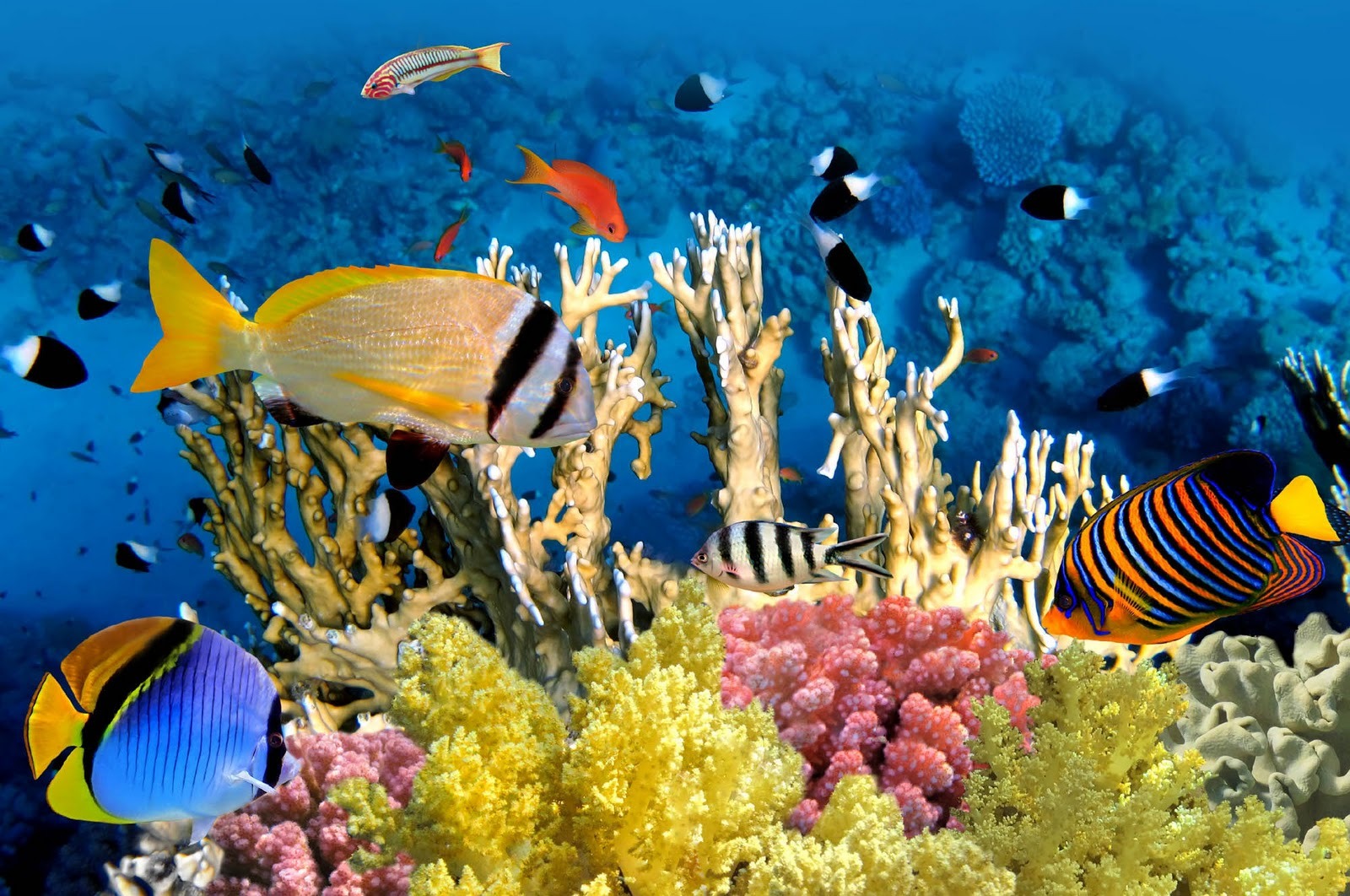 египет подводный мир красивые