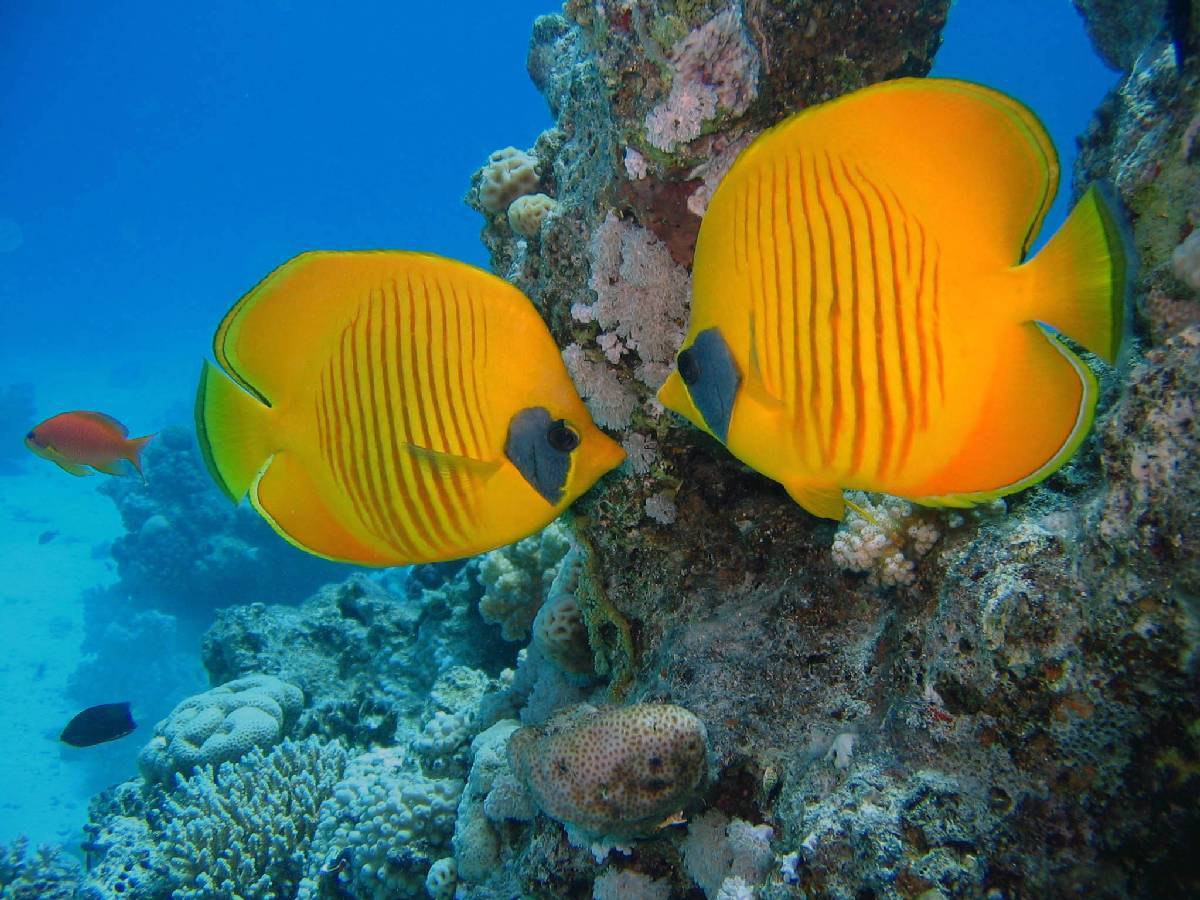 Подводный мир красного моря Египет невероятная красота