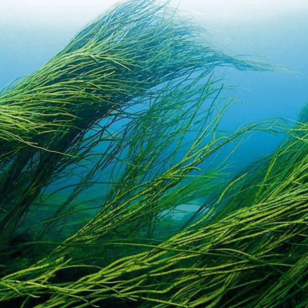 Где Можно Купить Морские Водоросли