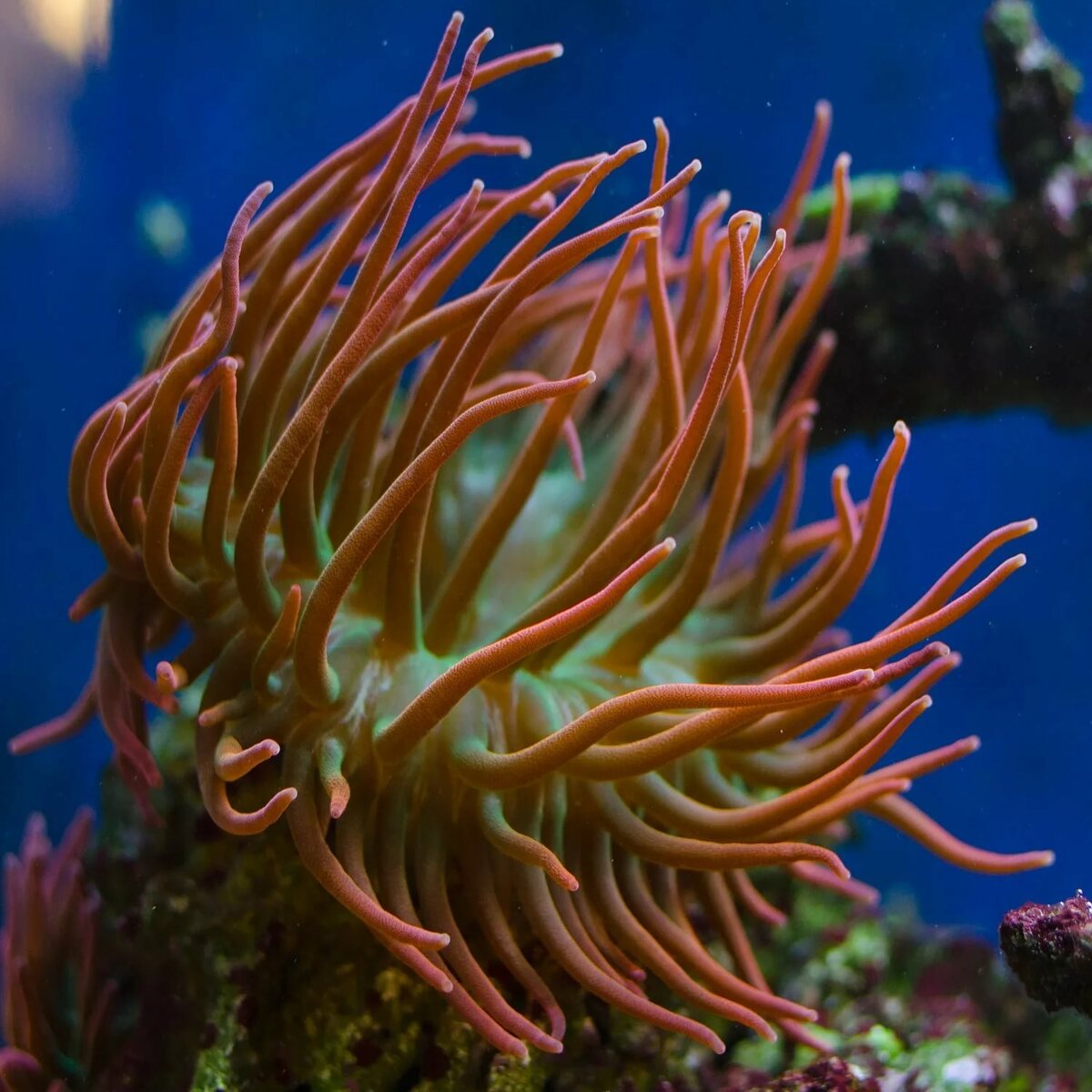 Коралл актиния