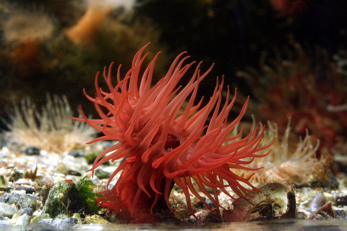 Красный коралл и актиния