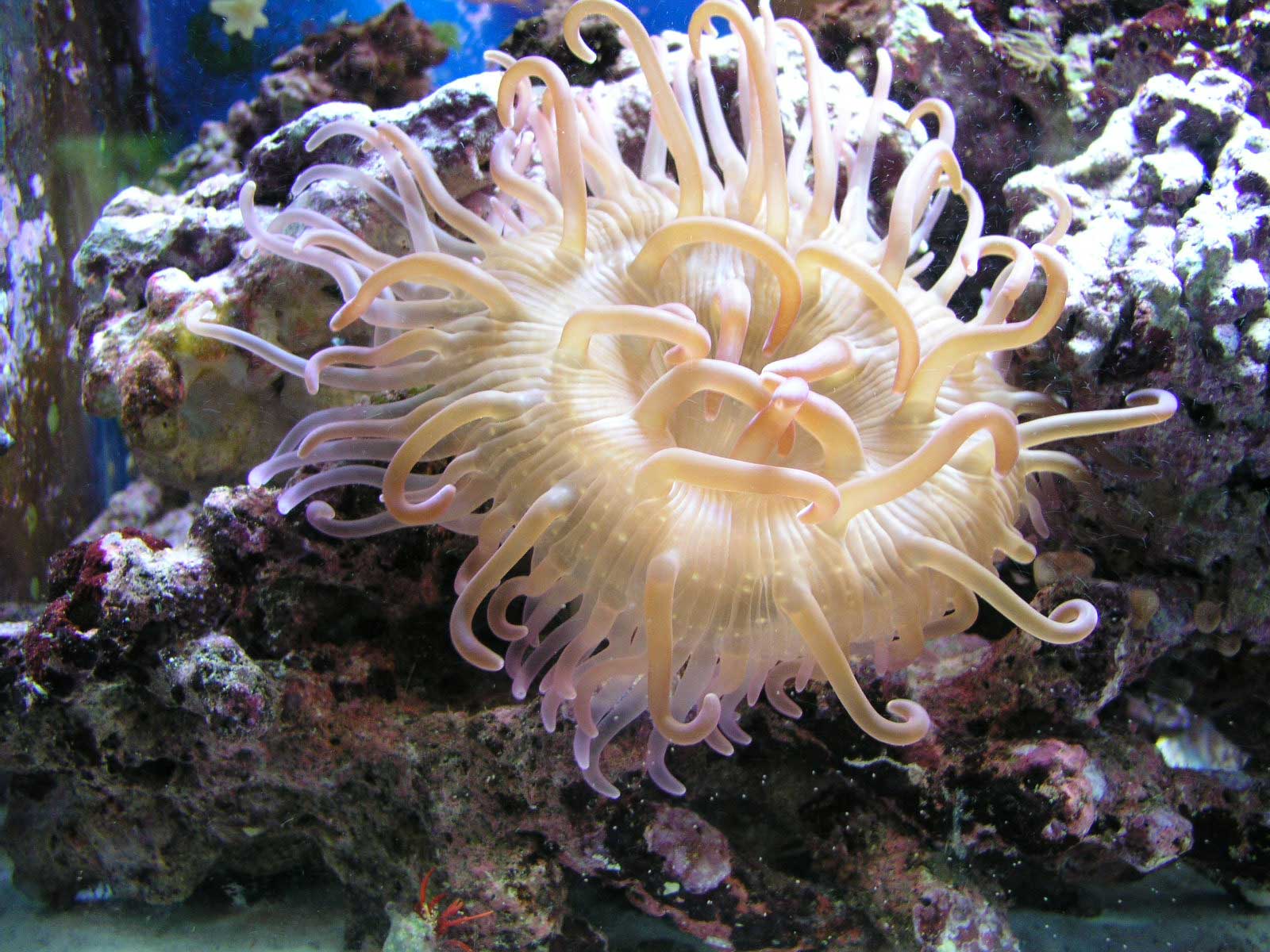 Медуза актиния