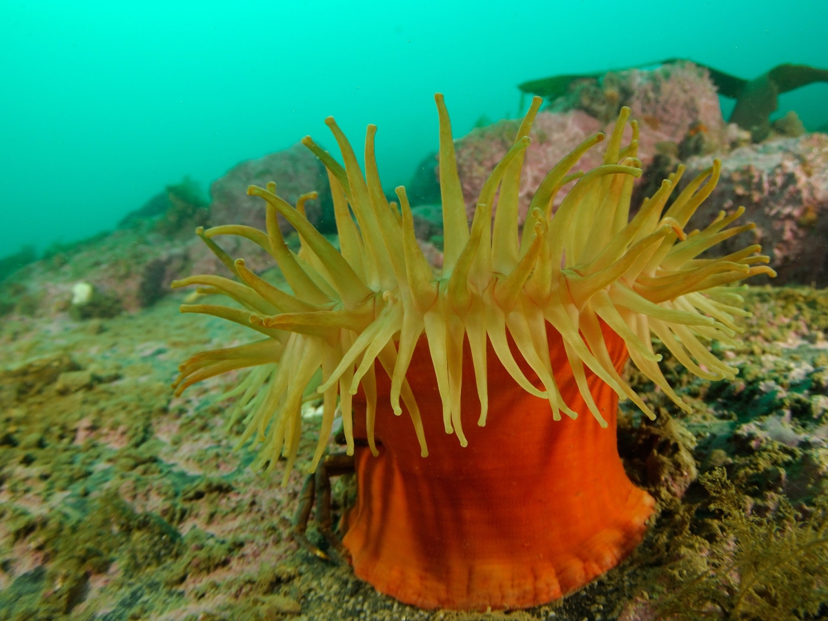Коралловые полипы актинии