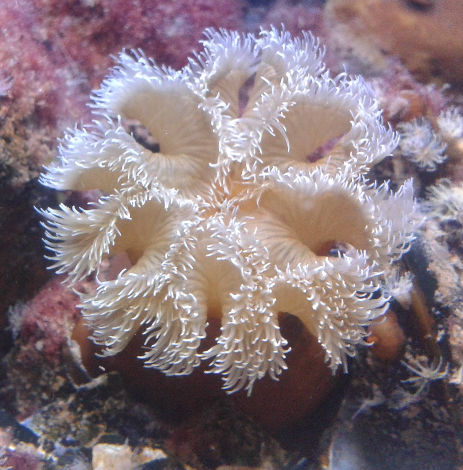 Коралл актиния