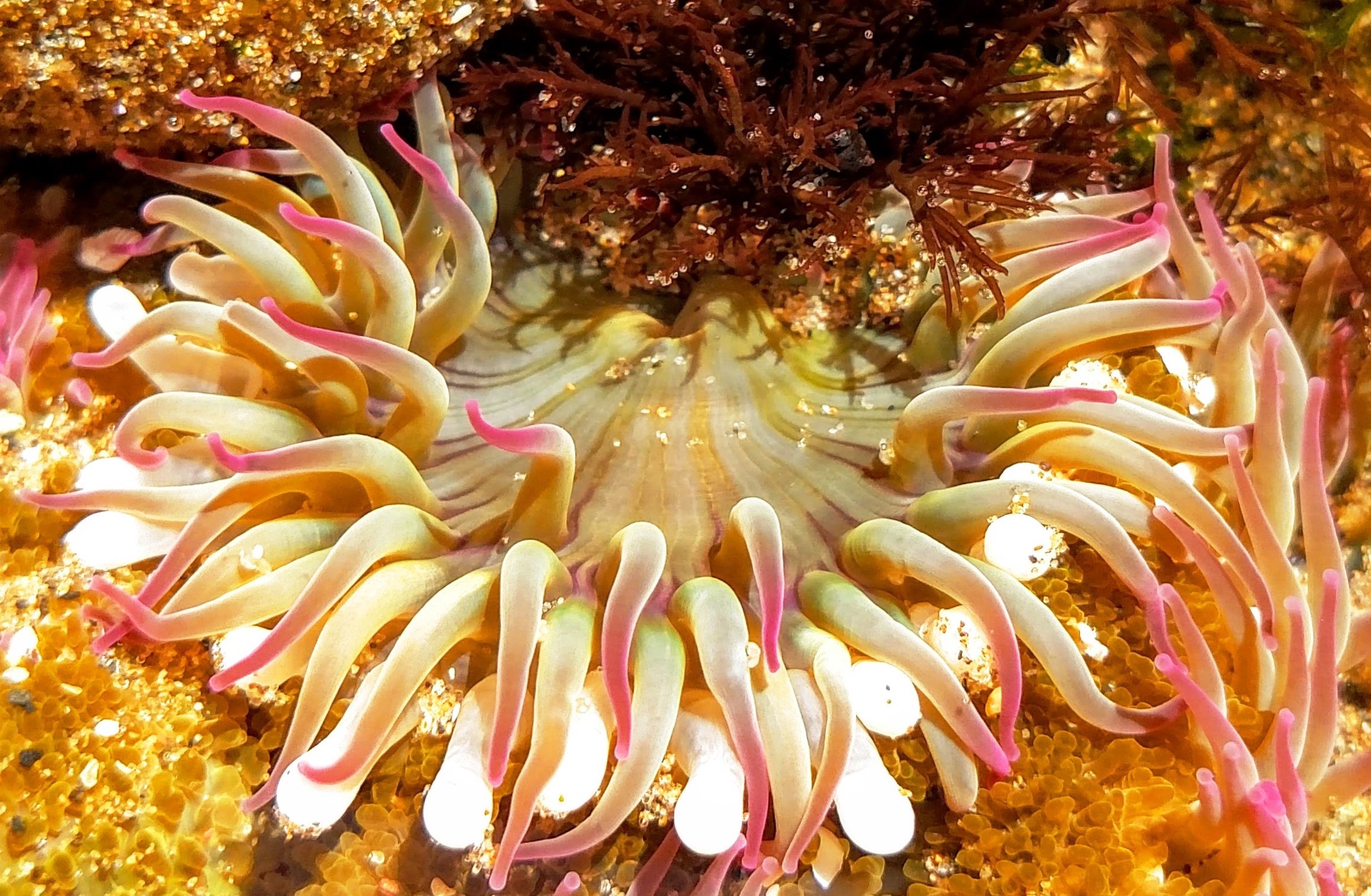 Медуза актиния