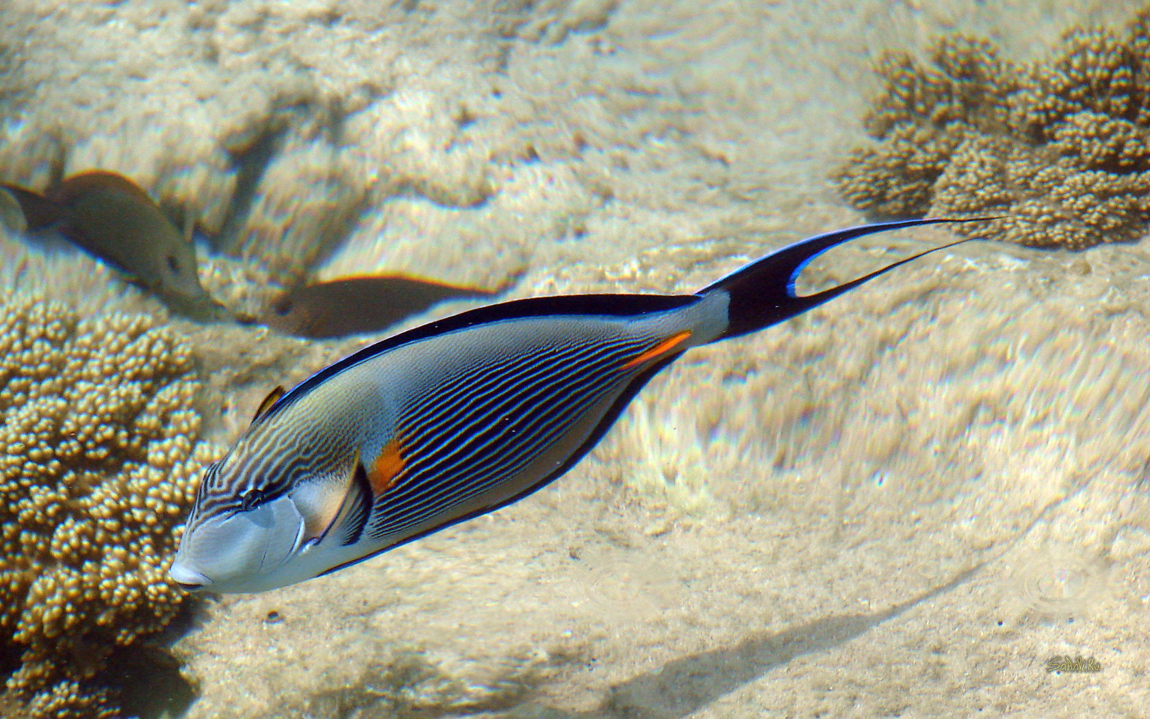 Рыба Марина в Красном море