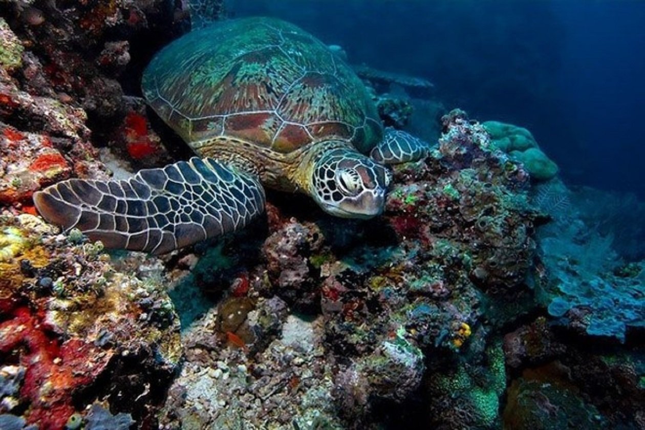 Зеленая черепаха в Атлантическом океане