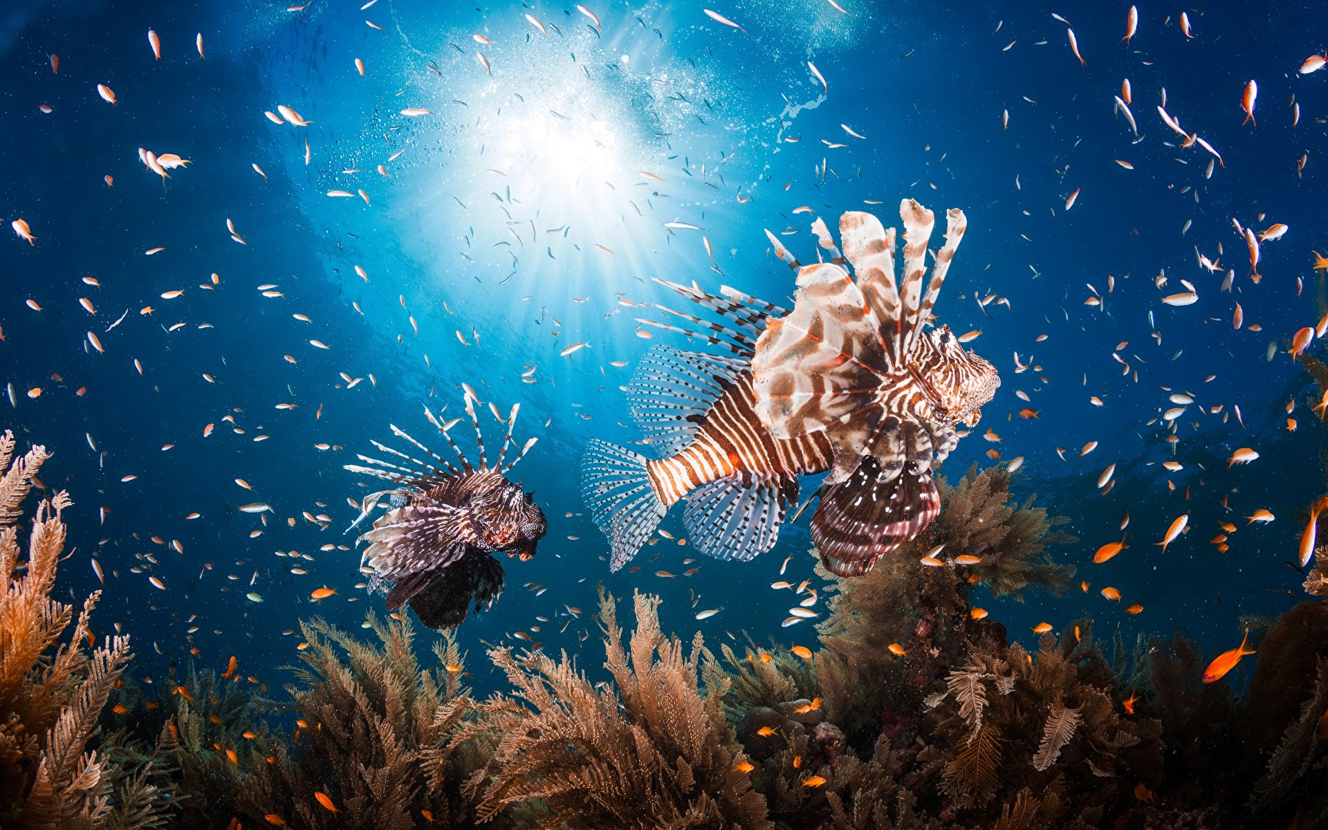 Подводный мир морей и океанов