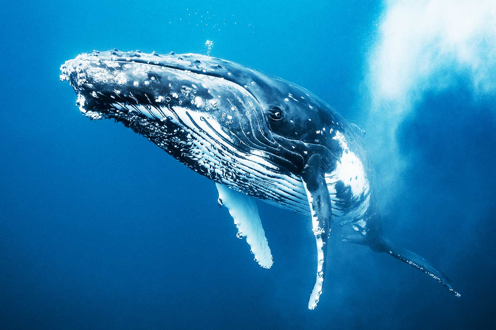 Китообразные горбатый кит