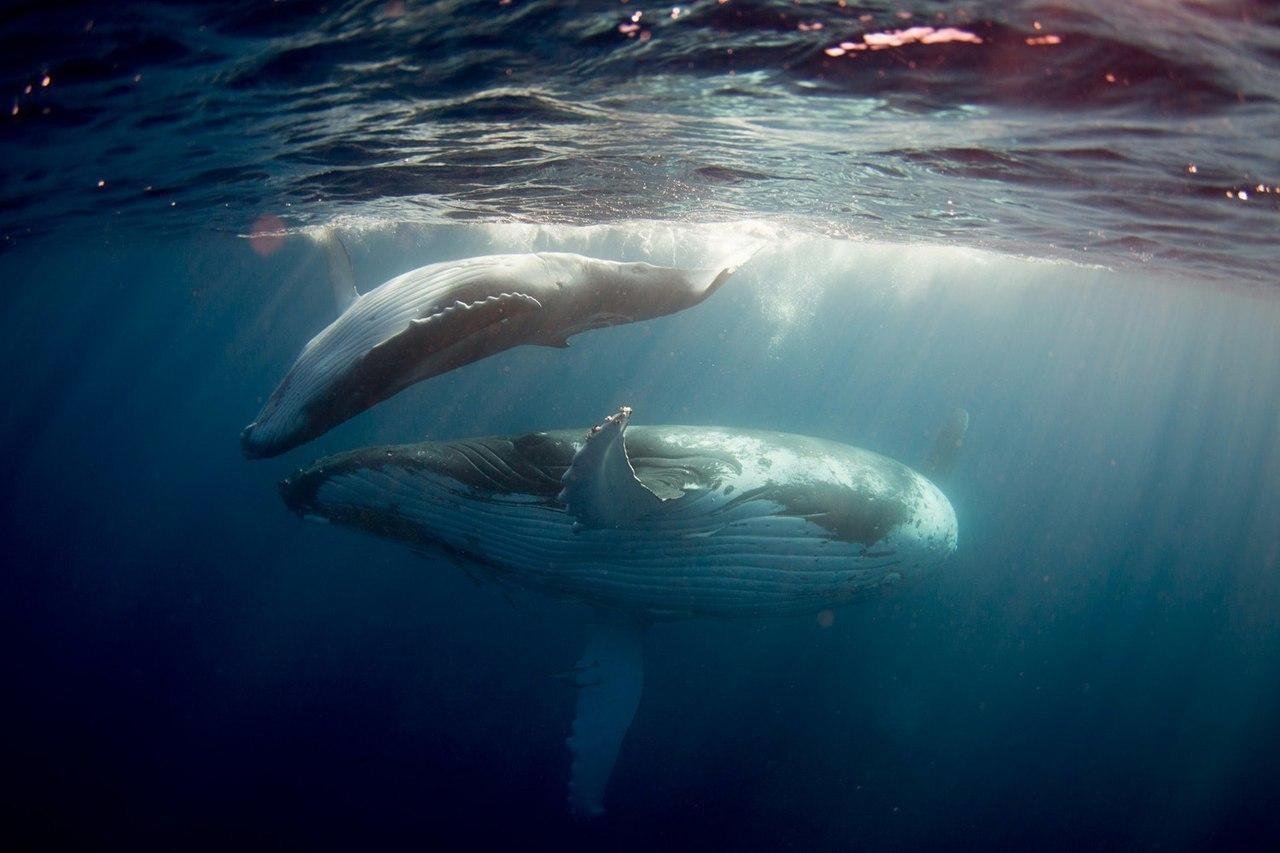 Голубой кит Balaenoptera musculus