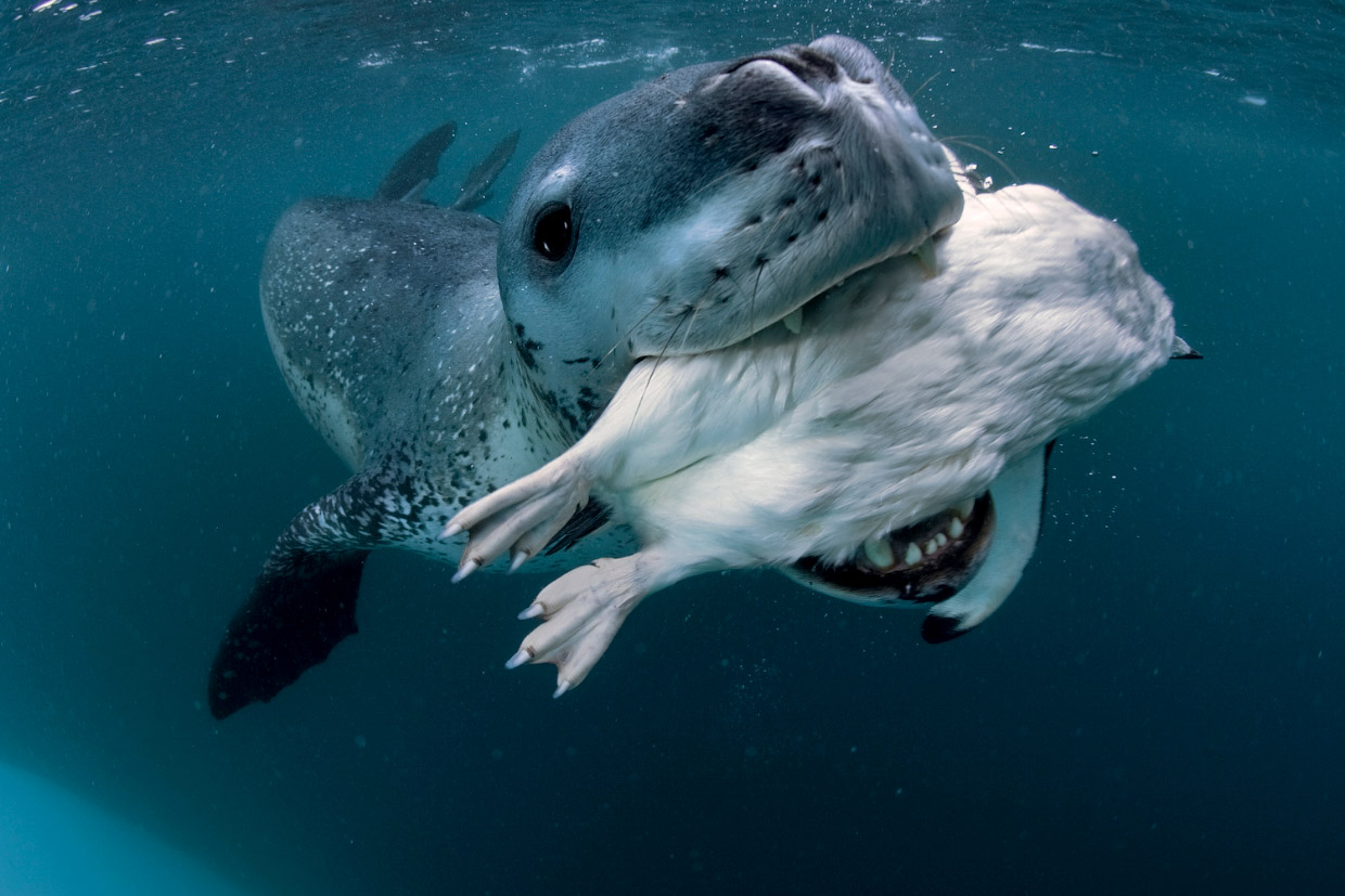 Морской леопард Северный Ледовитый океан