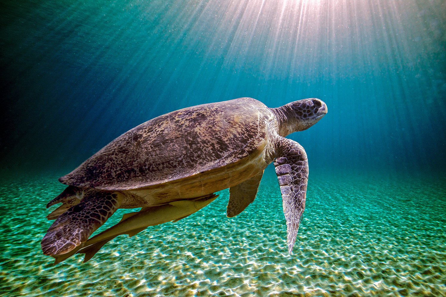 Черноморская черепаха морская