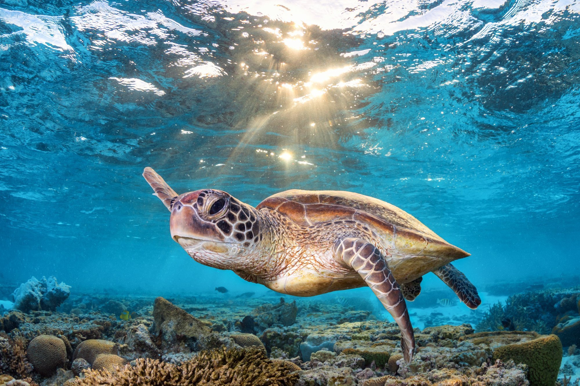 Морская клювогрудая черепаха
