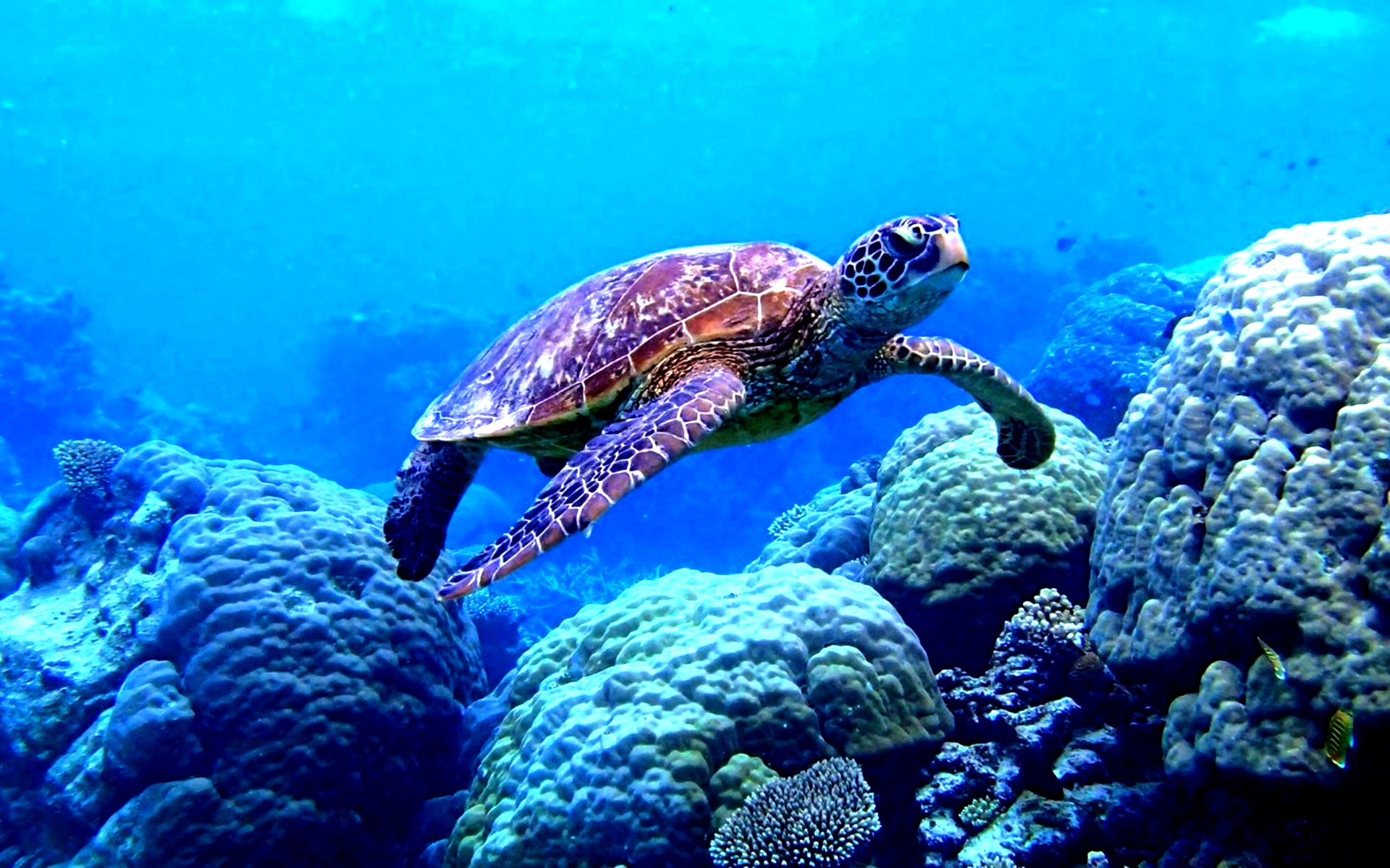 Черепаха океаническая