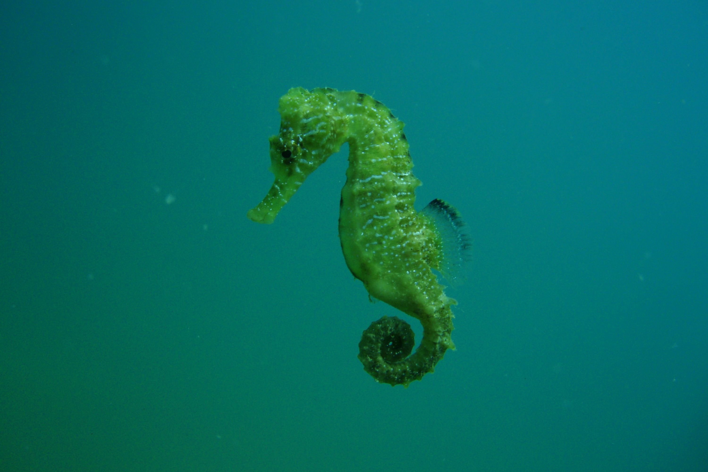 Черноморский морской конек