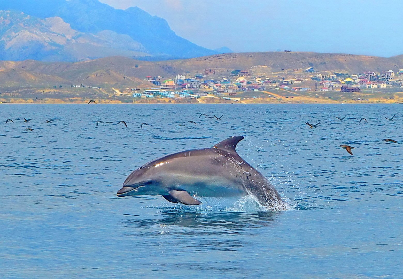 афалина в черном море