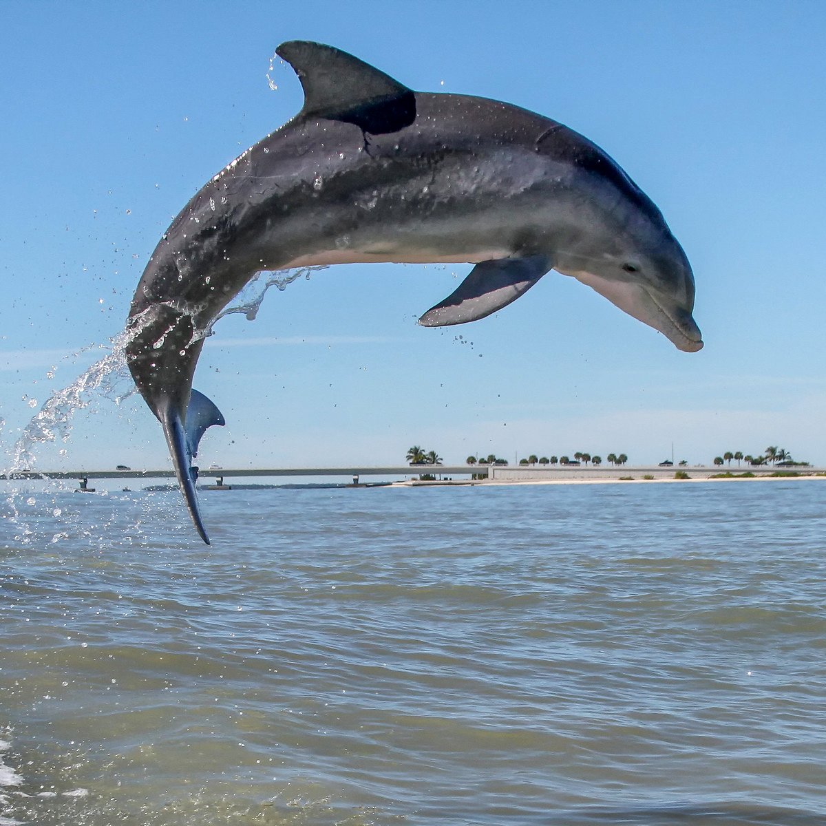 какие животные водятся в черном море