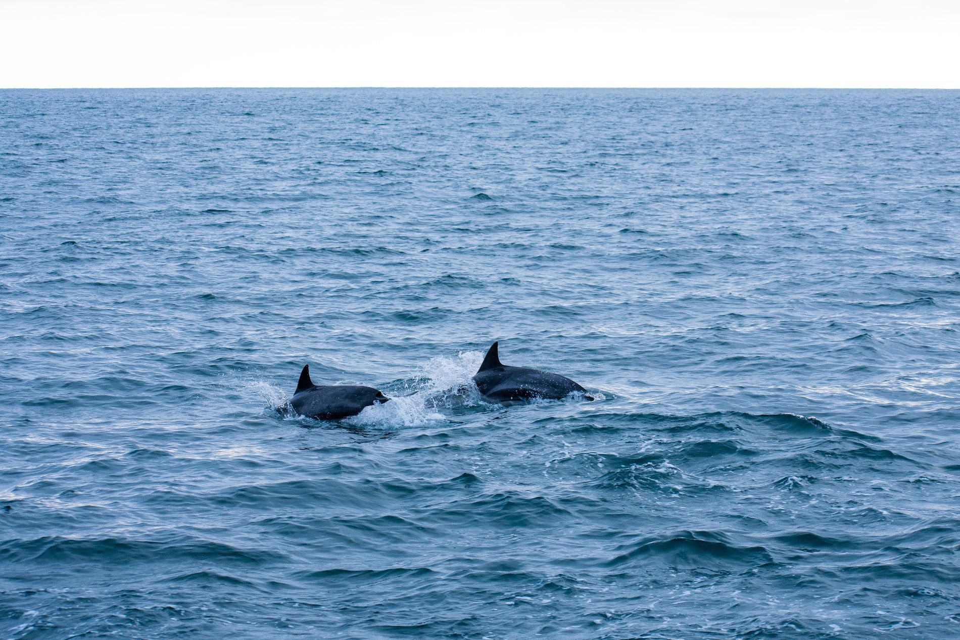 какие дельфины водятся в черном море
