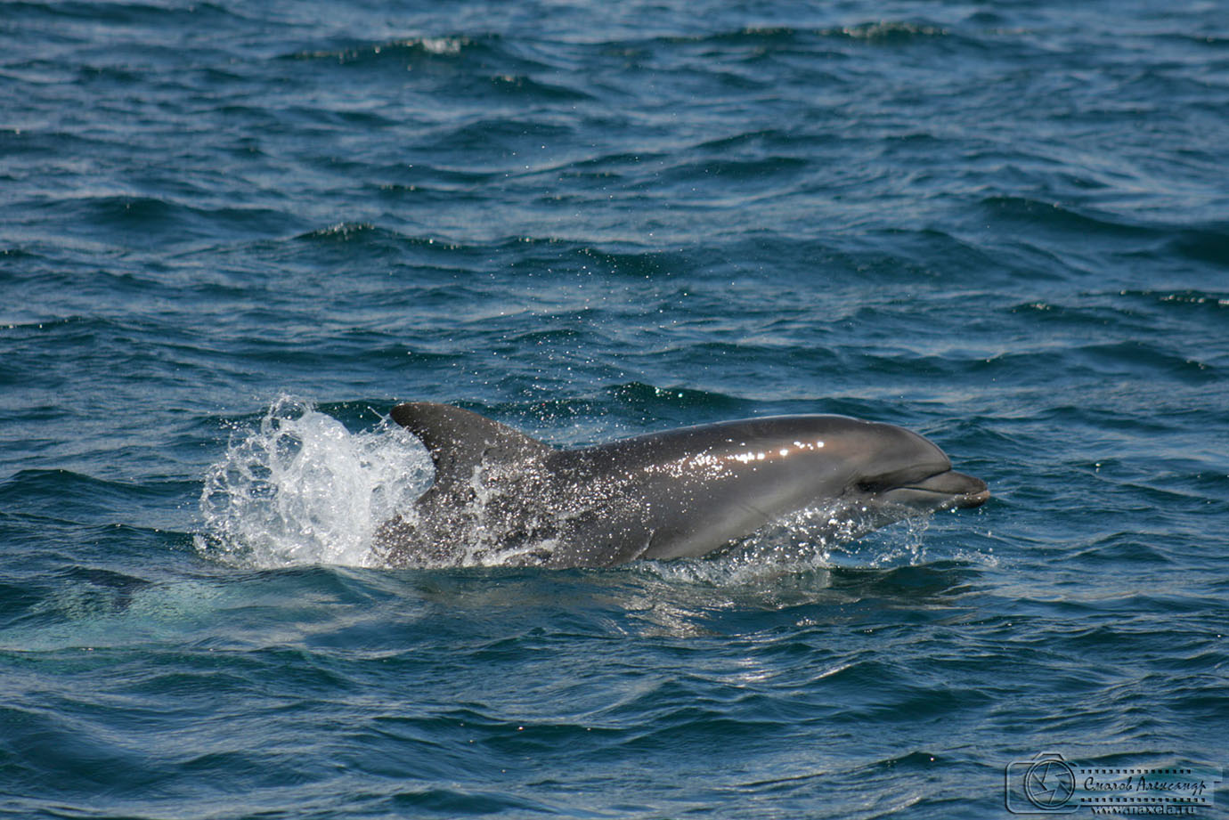 дельфины в черном море