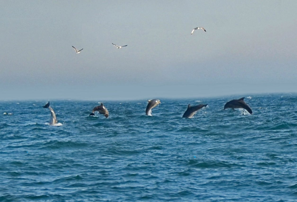 Дельфины в Крыму