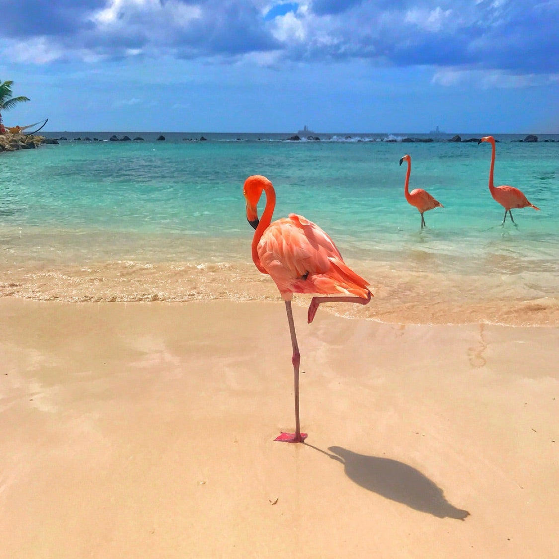 Аруба остров Фламинго