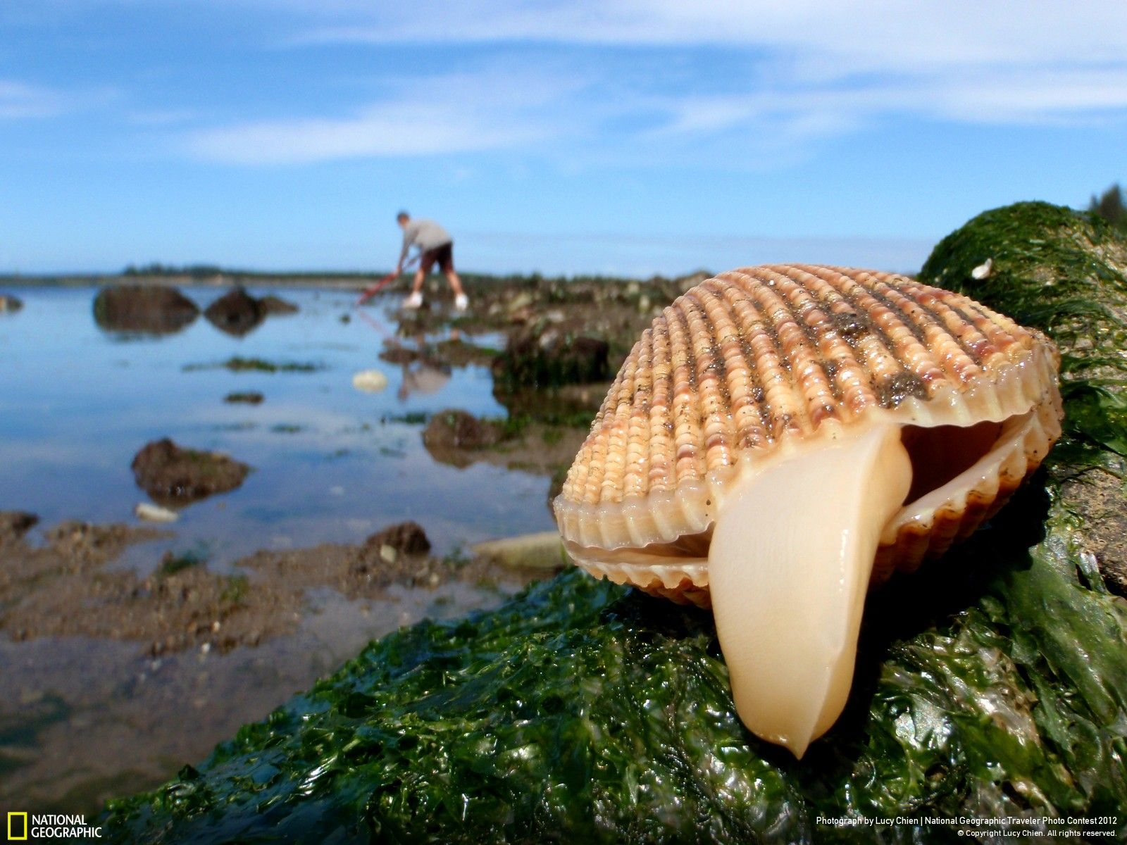 морской гребешок фото в море