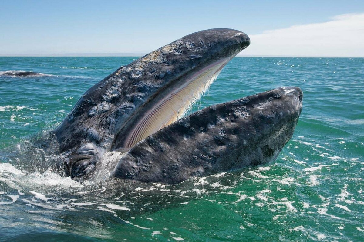 Горбатый кит (длиннорукий полосатик)