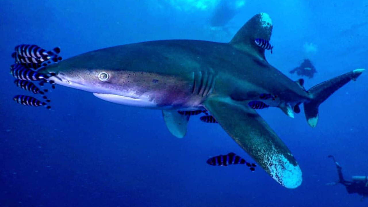 Тигровая акула в Красном море