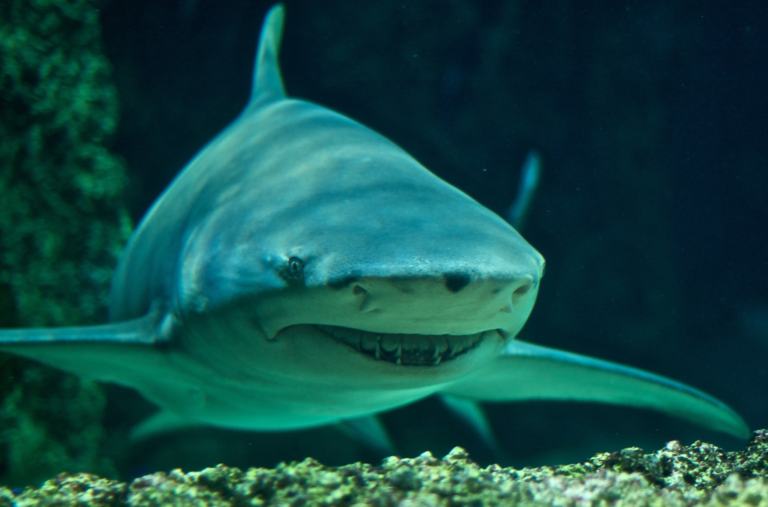 Мадагаскарская острозубая акула фото