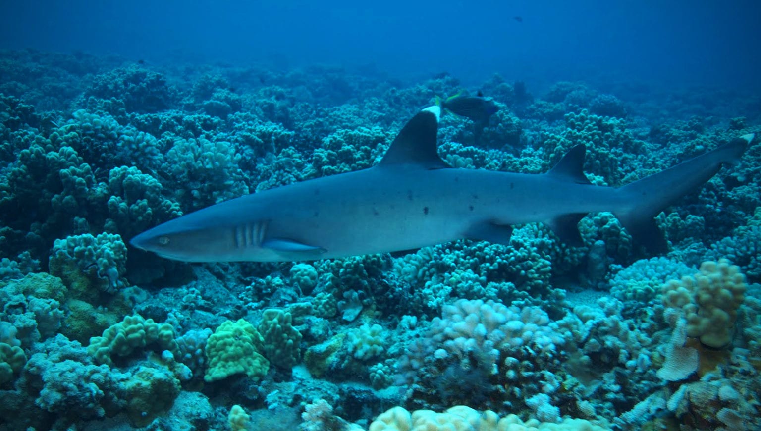 карибские акулы
