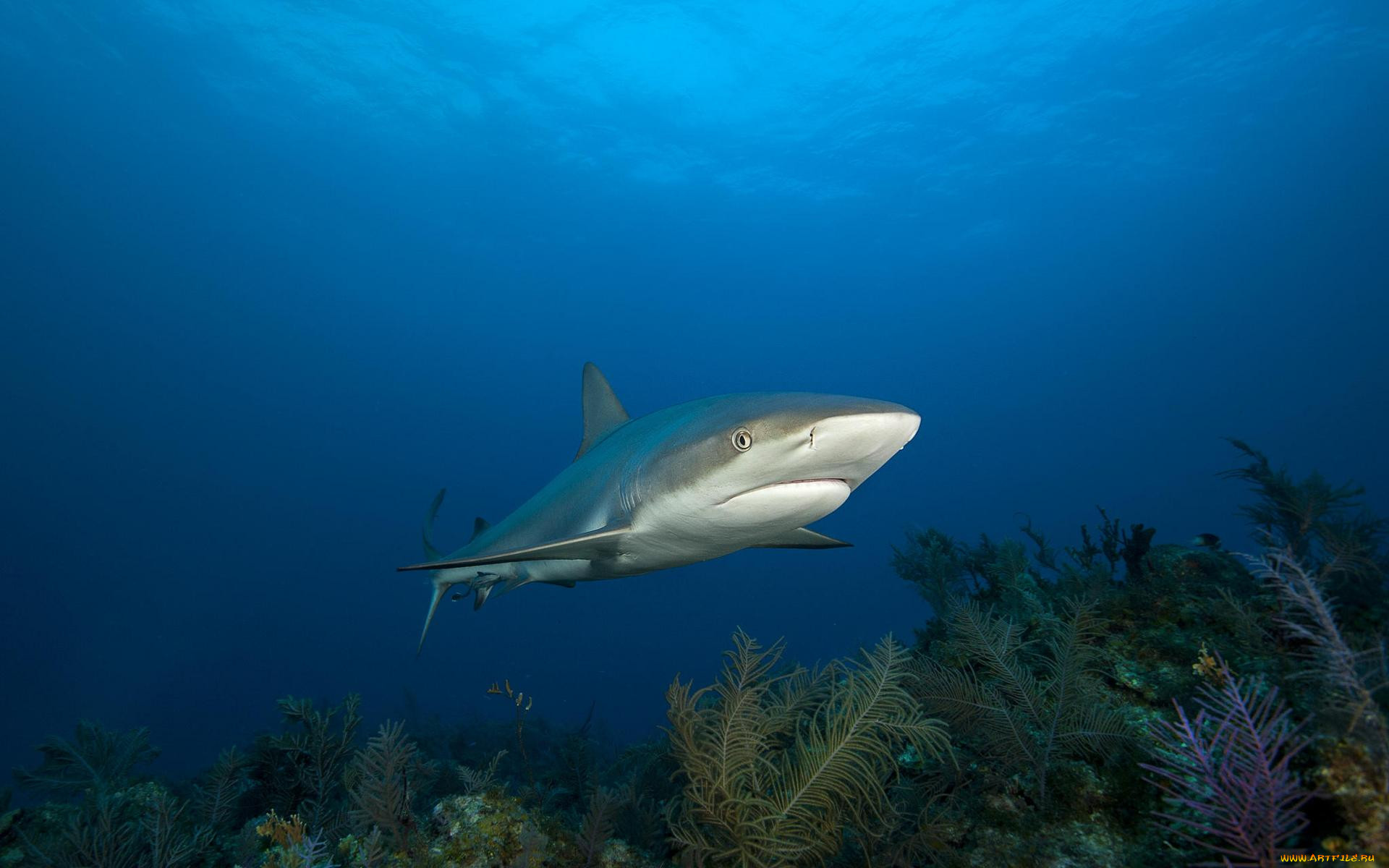 Обитатели подводного мира черного моря акулы